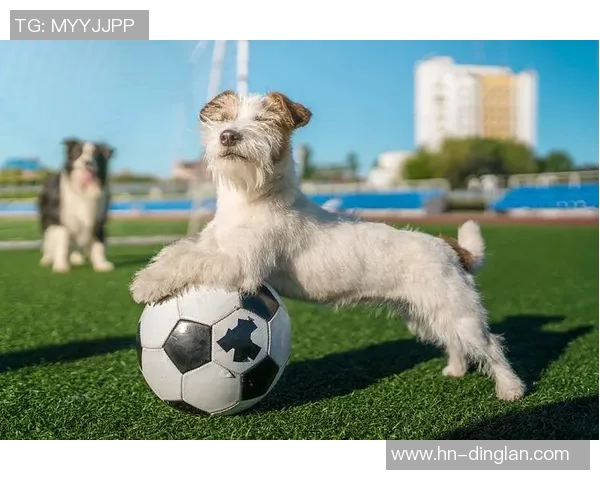 足球明星与动物的奇妙对比谁最像你心中的那只动物